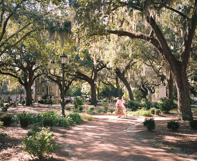Park in Savannah, Georgia with live oaks covered in Spanish moss. Photo by Benjamin Disinger on Unsplash.